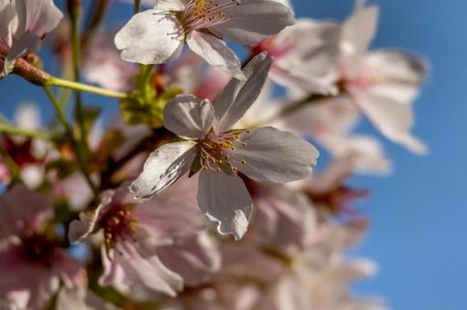 可愛い桜の花 可愛い桜の花の写真
