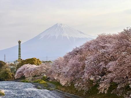 The joy of spring when cherry blossoms bloom, JPG The joy of spring when cherry blossoms bloom, JPG