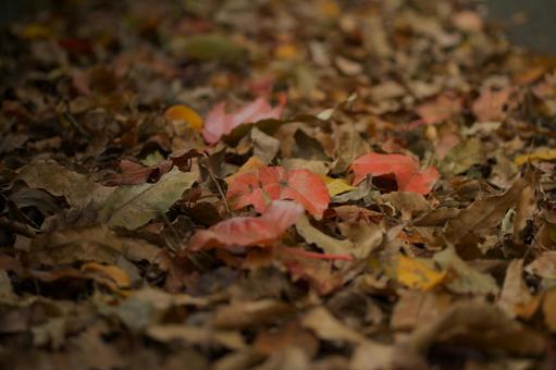 落ち葉 落ち葉,紅葉,枯れ葉の写真素材