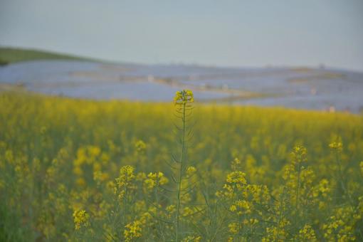 rape blossoms and nemophila, JPG