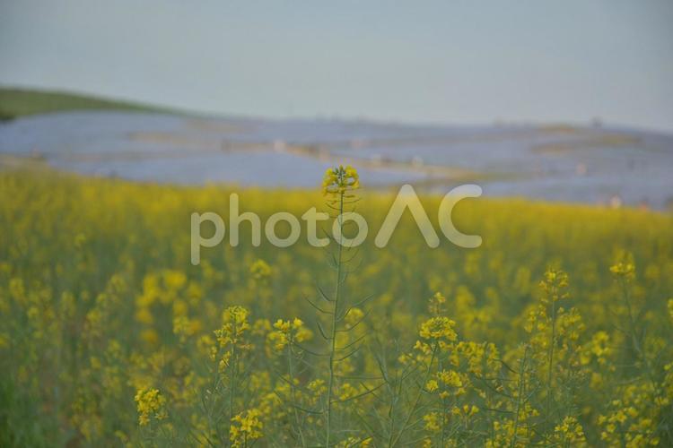 菜の花とネモフィラ 菜の花,ネモフィラ,花畑の写真素材