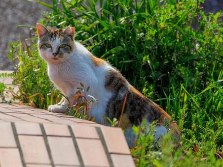 茂みの中から現れた野良猫さんです。 茂みの中から現れた野良猫さんです。 猫,野良猫,地域猫の写真素材