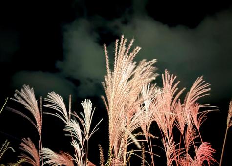 幽霊の 正体見たり 枯れ尾花 03 薄,芒,夜の写真素材