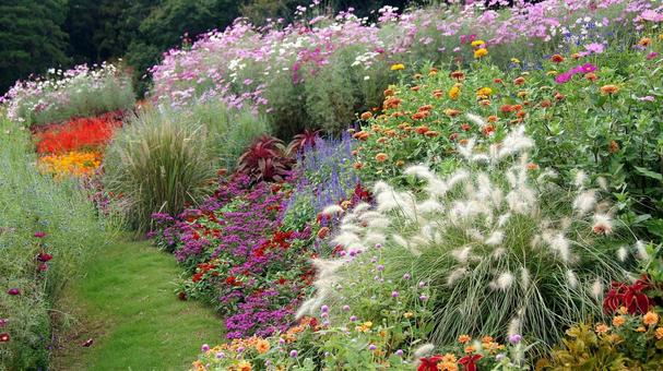 秋の花-334の写真