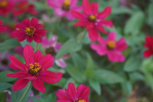 赤い花 赤い花の写真