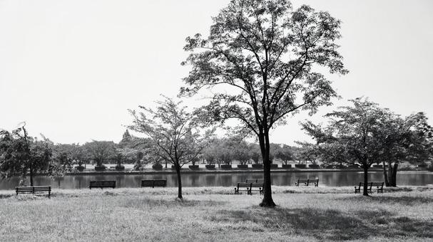 水元公園 公園,自然,木の写真素材