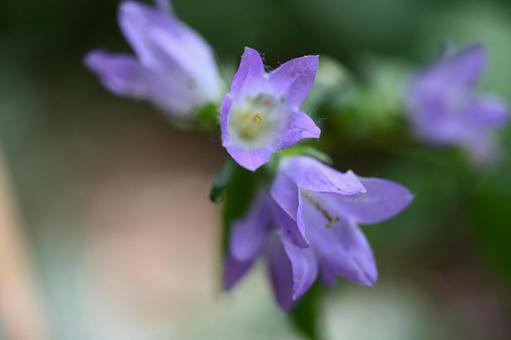 赤城自然園で撮ったカンパニュラの花 赤城自然園で撮ったカンパニュラの花 紫の花,夏,カンパニュラの写真素材