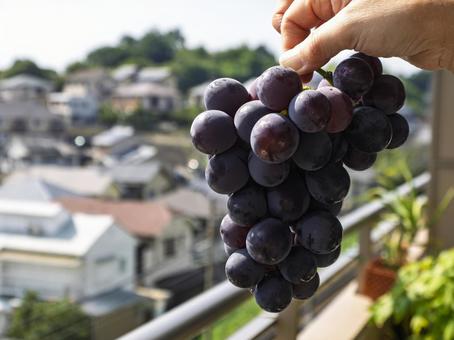 バルコニーで味わう秋の巨峰 巨峰,ぶどう,果物の写真素材