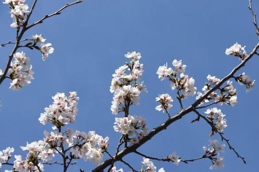 青空に桜 青空に桜の写真