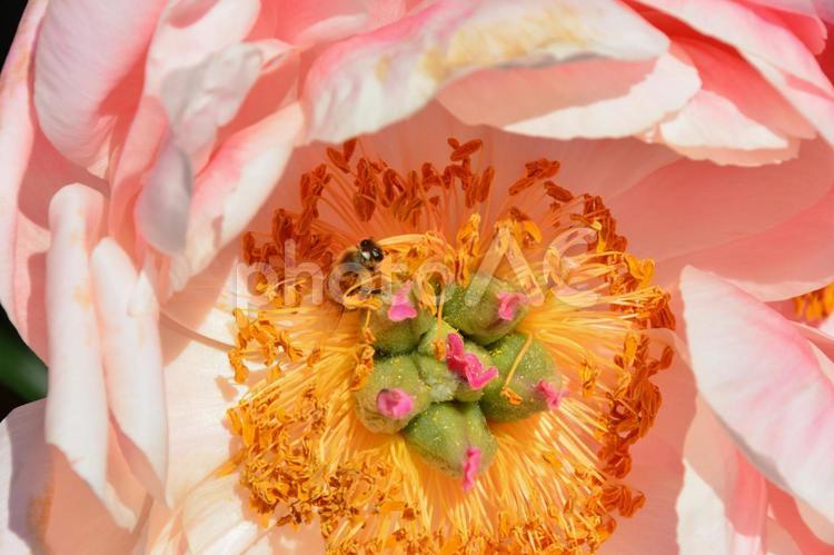 シャクヤクの花の蜜を吸うミツバチ シャクヤク,芍薬,ミツバチの写真素材