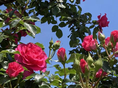 青空に映える美しいピンクね薔薇の写真