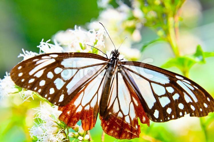 旅する蝶 アサギマダラ アサギマダラ,飛来,蝶の写真素材