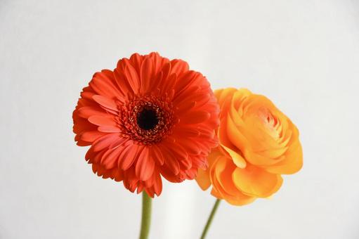 ガーベラとラナンキュラス ガーベラとラナンキュラスの写真