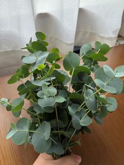 ユーカリの束を手で持つ ユーカリ,束,束ねるの写真素材