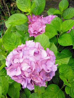 アジサイの花 アジサイの花 紫陽花,花,花木の写真素材