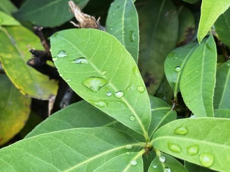 水滴と葉っぱ 水滴と葉っぱ,水滴,葉っぱの写真素材