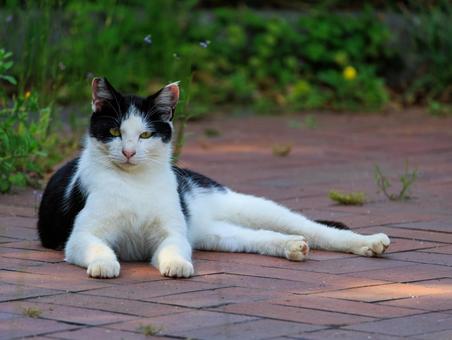 海の公園で寛ぐハチワレ猫です。 海の公園で寛ぐハチワレ猫です。 猫,野良猫,地域猫の写真素材