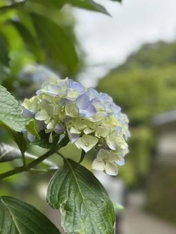 道端の紫陽花 道端の紫陽花の写真