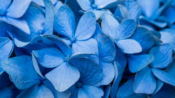 Blue hydrangea flower macro photography, JPG Blue hydrangea flower macro photography, JPG
