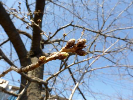 3月中旬、まだ小さく硬い桜のツボミ 3月中旬、まだ小さく硬い桜のツボミ ツボミ,木,植物の写真素材