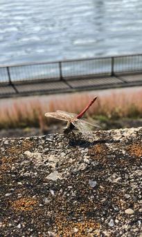 川の近くにとまっている赤とんぼの写真