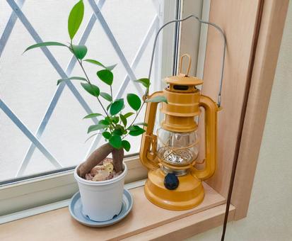 ランタンとガジュマル ランタンとガジュマル ランタン,ガジュマル,ライトの写真素材