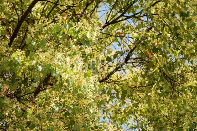 5月の陽光に照らされるクスノキの花と葉 クスノキ,花,葉の写真素材