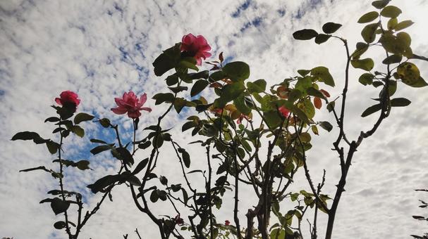 薔薇と空 薔薇と空の写真