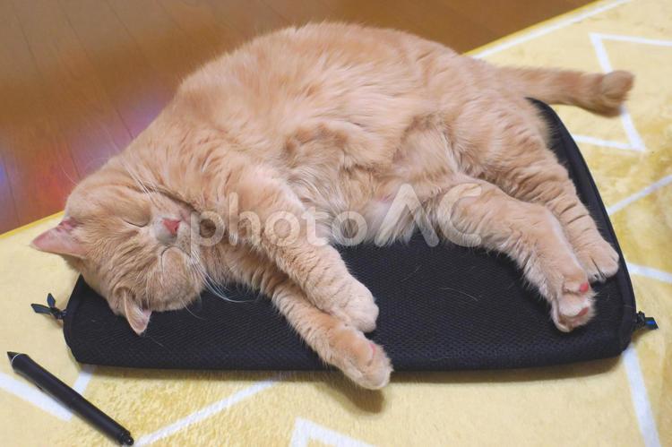 うちのネコさま　PCバッグの上で昼寝 ネコ,猫,ペットの写真素材
