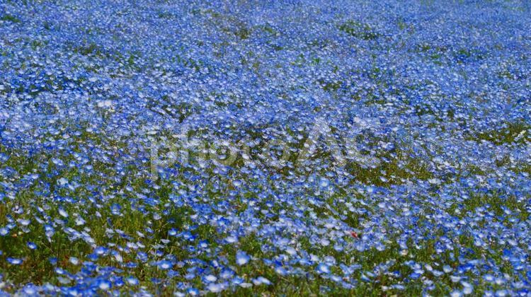 ブルーきらめくひたち海浜公園のネモフィラ ネモフィラ,ひたち海浜公園,青の写真素材