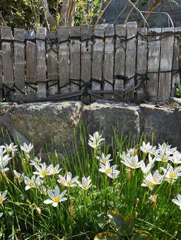 庭に咲く花の写真