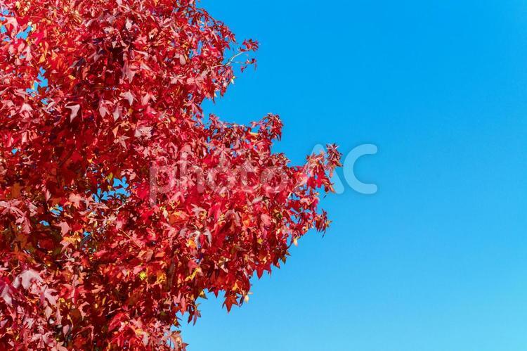 赤く紅葉したモミジバフウ_03 モミジバフウ,紅葉,赤いの写真素材