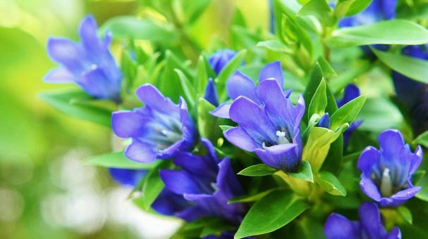 秋の花-311 秋の花-311の写真