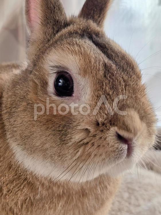 うさぎのアップ うさぎ,ウサギ,草食動物の写真素材