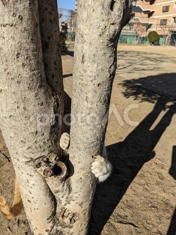 木につかまる猫 動物,手,公園の写真素材