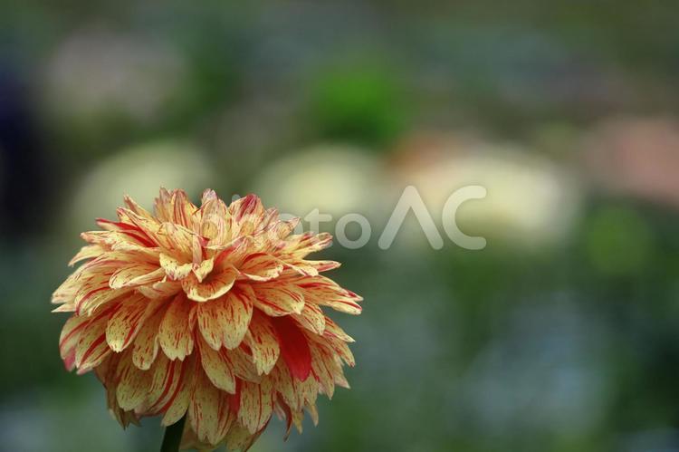 色鮮やかな大輪 ダリア,花,キク科の植物の写真素材