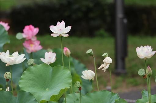 蓮の花 蓮の花 蓮の花,蓮,ハスの写真素材