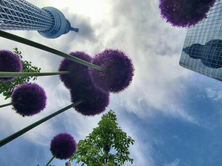 紫の丸い花～アリウム-29 アリウム,ネギ坊主,紫の写真素材