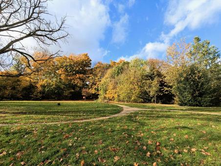 秋の公園の写真