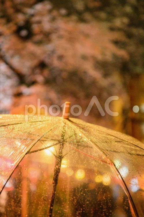 雨の日　桜のライトアップ 桜,夜桜,目黒川の写真素材
