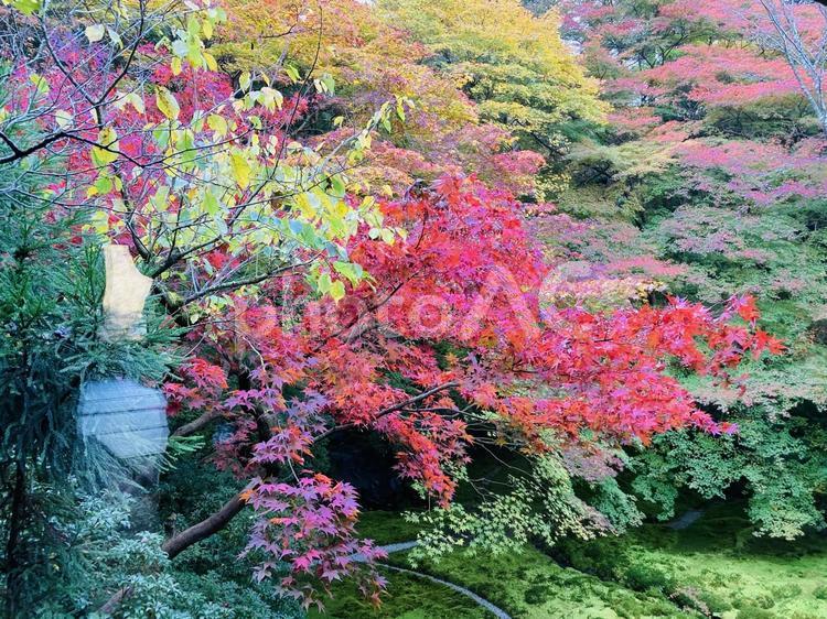 絵画のような瑠璃光院の庭園 紅葉,京都,瑠璃光院の写真素材