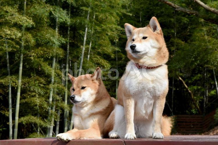 柴犬・多頭・背景緑 柴犬,柴,犬の写真素材