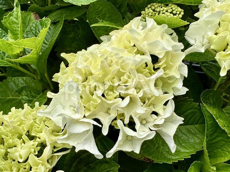 あじさい（サーファーホワイトウェーブス） 紫陽花,アジサイ,花の写真素材