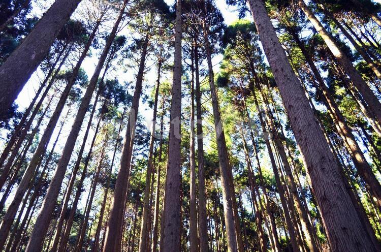 樹林 樹木,樹林,新緑の写真素材