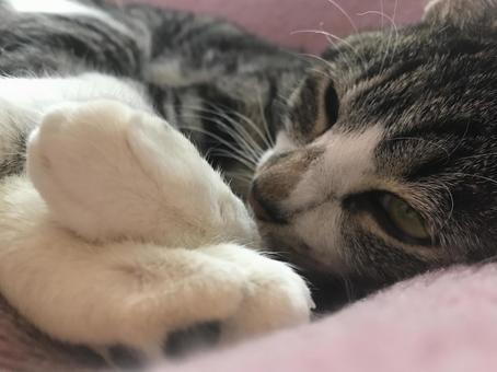 添い寝猫 添い寝猫の写真