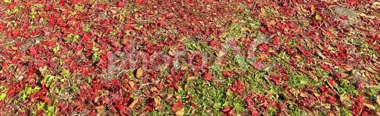 もみじの絨毯 もみじ,紅葉,秋の写真素材