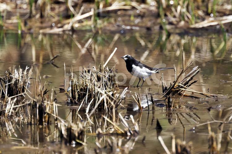 水辺のセグロセキレイ（リフレクション） セグロセキレイ,背黒鶺鴒,野鳥の写真素材
