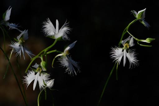 サギソウ 33 サギソウ 33 鷺草,サギラン,花の写真素材