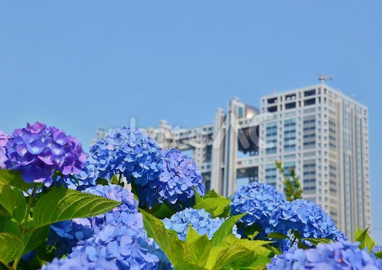 お台場のアジサイ アジサイ,紫陽花,お台場の写真素材