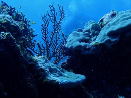 サンゴ礁 サンゴ礁 海,自然,珊瑚礁の写真素材
